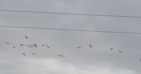 Flock of pigeons flying in slow motion 4K Stock Footage 58557816