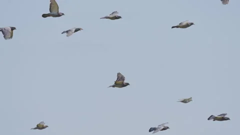 Flock of pigeons flying in slow motion, tracking shot 4K Stock Footage 280130172