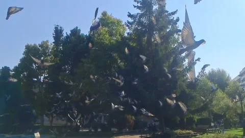 Flock of pigeons flying in slow motion Stock Footage 341772817