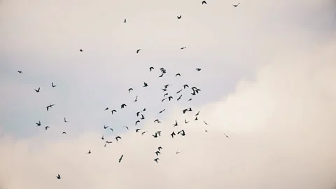 Flock of pigeons flying in the sunset sky slow motion Stock Footage 138016630