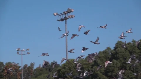 Flock of Pigeons Flying in sync in Slow Motion on a Clear Sunny Day 스톡 동영상 129928785