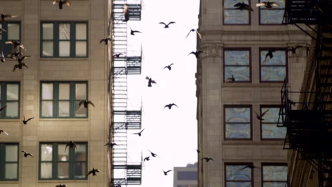 Flock of Pigeons Flying Through Chicago City Buildings Slow Motion 4k Stock Footage 307224373