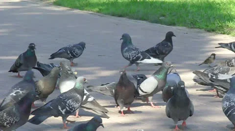 Flock of pigeons Stock Footage 24741233