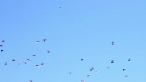 Flock Of Pigeons Stock Footage 29232933