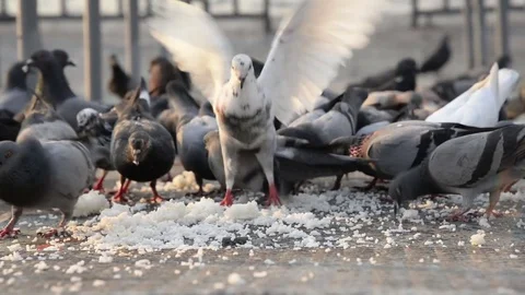 A flock of pigeons. Stock Footage 71016458