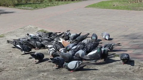 Flock of pigeons Video stock 74971256