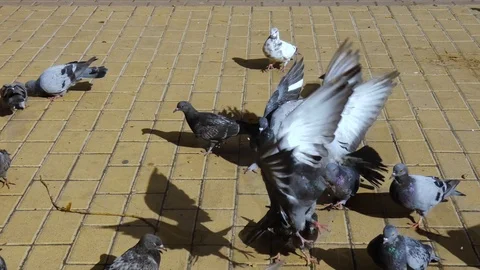 Flock of pigeons Stock Footage 98528495