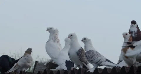 A flock of pigeons Stock Footage 132859723