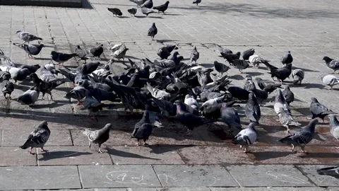 Flock of pigeons Stock Footage 173800390