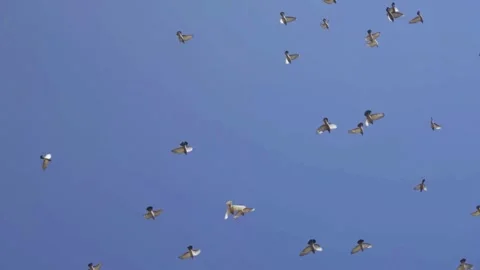 Flock of pigeons Stock Footage 283585285