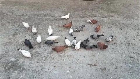 A flock of pigeons foraging and pecking on a gravel surface with varied colors a Stock Footage 327542983