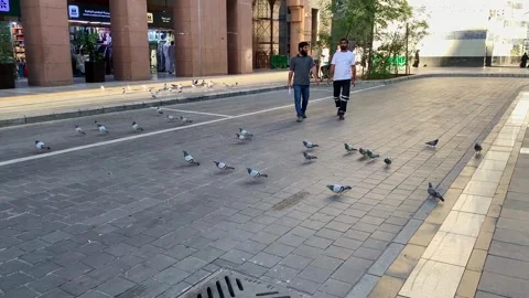 Flock of pigeons gathered around the Prophet's Mosque Stock Footage 332905044