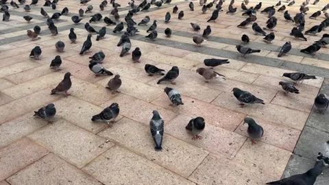 A flock of pigeons gathered in an open courtyard Stock Footage 294067578