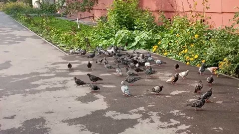 A flock of pigeons gathered on a paved surface, actively foraging for scattered  Video stock 334735911