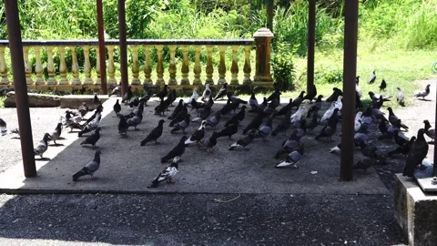 A flock of pigeons gathered under a shaded structure Stock Footage 347076107