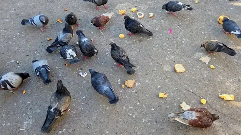 Flock of pigeons gathering and eating bread crumbs on the city pavement Stock Footage 337809019