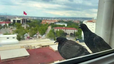 Flock of Pigeons Gathering on Apartment Window Ledge with City View 動画素材 335836383