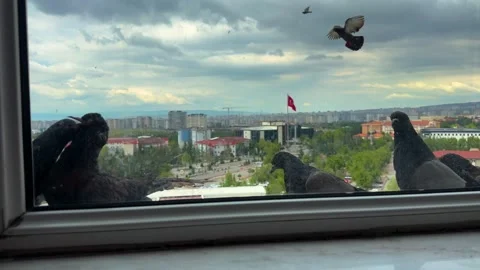 Flock of Pigeons Gathering on Apartment Window Ledge with City View Stock-Footage 335836385