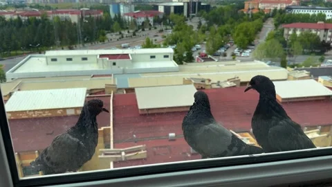 Flock of Pigeons Gathering on Apartment Window Ledge with City View Stock-Footage 335836395