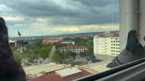 Flock of Pigeons Gathering on Apartment Window Ledge with City View Stock-Footage 335836396