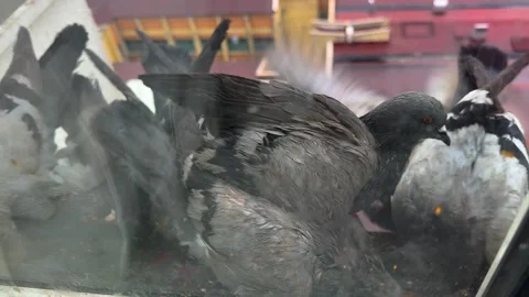 Flock of Pigeons Gathering on Apartment Window Ledge with City View Stock-Footage 335836428