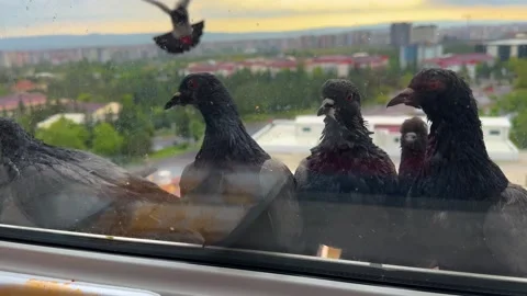 Flock of Pigeons Gathering on Apartment Window Ledge with City View Stock-Footage 335836437
