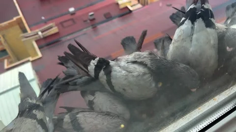 Flock of Pigeons Gathering on Apartment Window Ledge with City View Stock-Footage 335836443