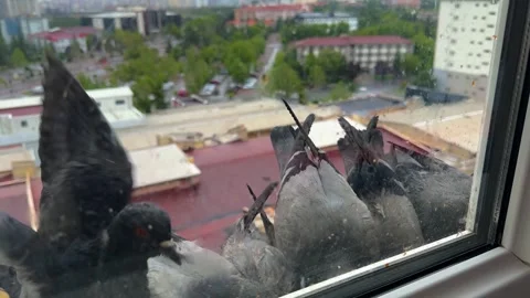 Flock of Pigeons Gathering on Apartment Window Ledge with City View Stock-Footage 335836445