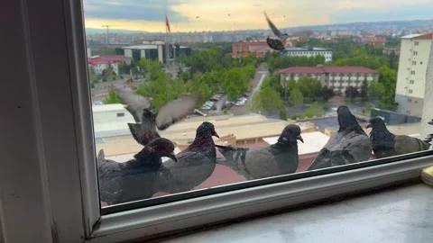Flock of Pigeons Gathering on Apartment Window Ledge with City View Stock-Footage 335836452
