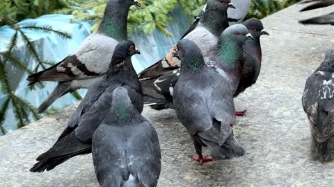 A flock of pigeons gathering on a stone wall in an urban park, capturing th.. Vídeo Stock 340879180