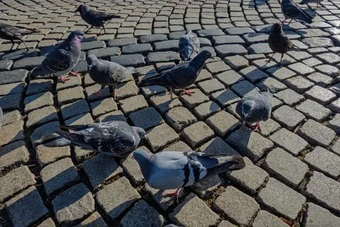 Flock of pigeons gathers on a curved pattern of old stone cobblestones Stock Photos