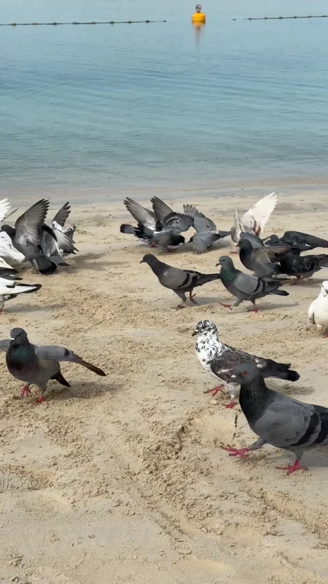 A flock of pigeons gathers on a sandy beach, pecking and walking near the wat Stock Footage 301856853