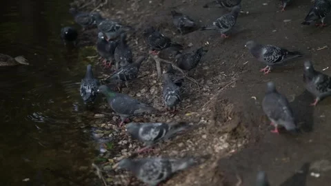 A flock of pigeons gathers at the water's edge, drinking and splashing Video stock 342191713