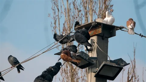 Flock of Pigeons on a lamppost Stock-Footage 103858054