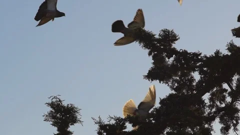 Flock Of Pigeons Landing Stock Footage 87576011