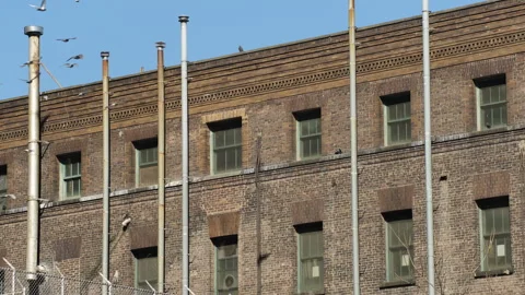 Flock of Pigeons Lands on Ledge of NYC Building Vídeos de archivo 303165220