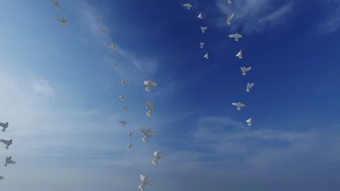 Flock of pigeons with Luma Matte attached Stock Footage 170922955