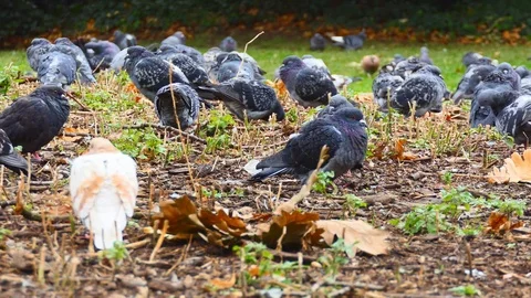 A flock of pigeons in the park. Stock Footage