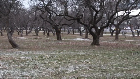 Flock of pigeons in the park Stock Footage