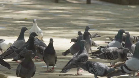 Flock of pigeons in the park Stock Footage 108739782
