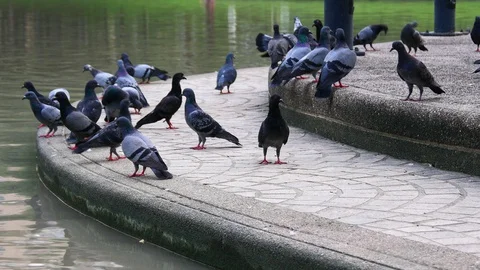 A flock of Pigeons at park. Stock Footage 128627962