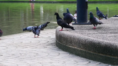A flock of Pigeons at park. Stock Footage 128627976