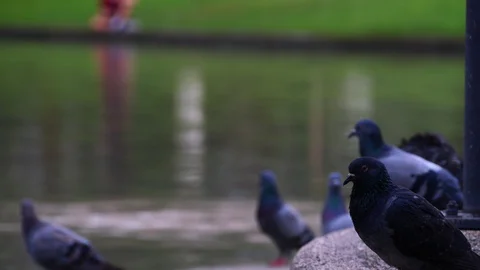 A flock of Pigeons at park. Stock Footage 128628036