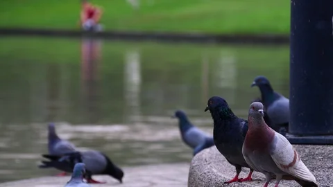 A flock of Pigeons at park. Stock Footage 128628062