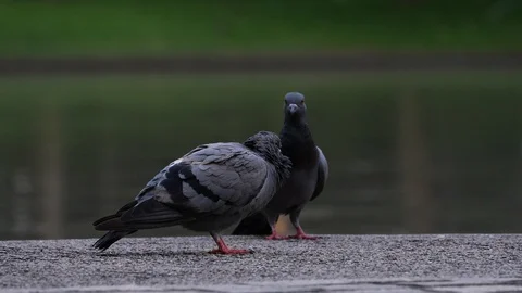A flock of Pigeons at park. Stock Footage 128628358