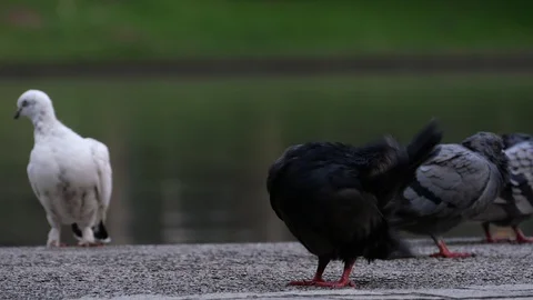 A flock of Pigeons at park. Stock Footage 128628412