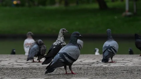 A flock of Pigeons at park. Stock Footage 128628445