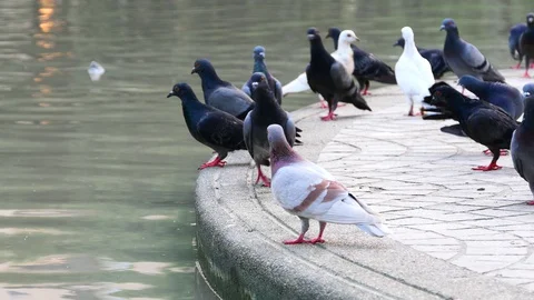 A flock of Pigeons at park. Stock Footage 128628525