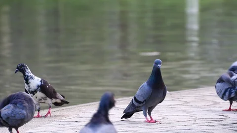 A flock of Pigeons at park. Stock Footage 128628570
