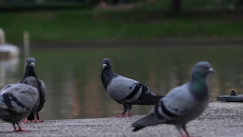 A flock of Pigeons at park. Stock Footage 128649554